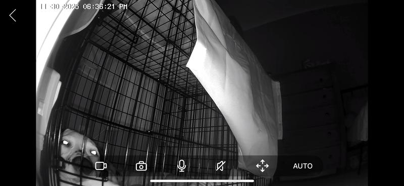 Resting In her crate w attachment