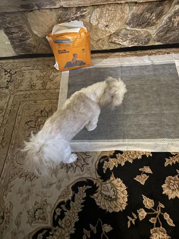 Checking out the new pad