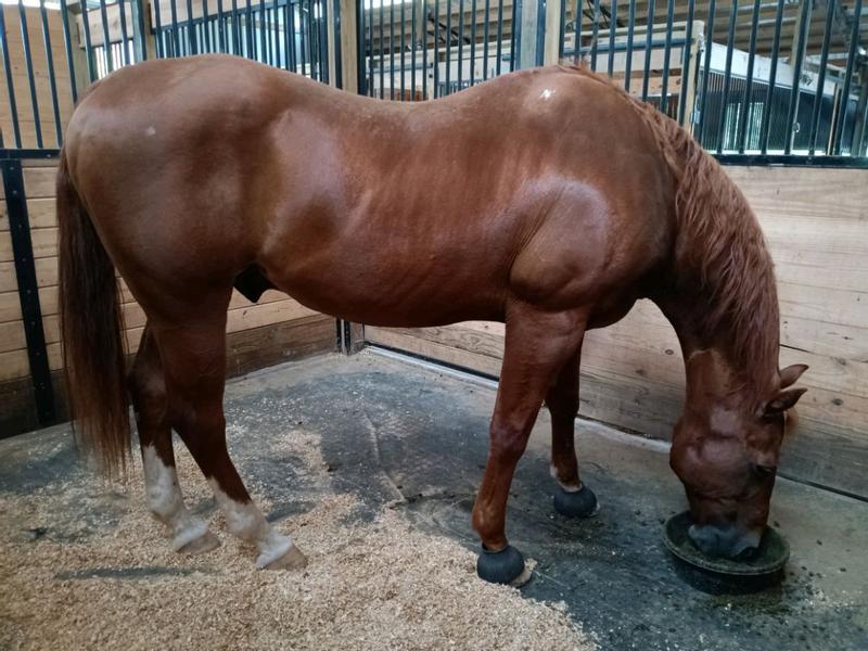 our oldest at 30 enjoying his feed.