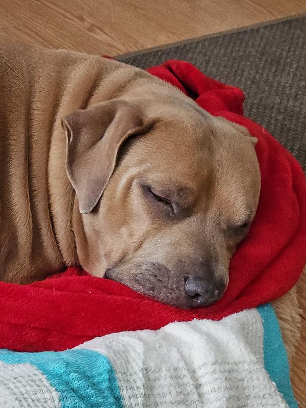 Tucked in for the night.