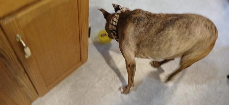 Can't get the tasty treat down his gullet fast enough