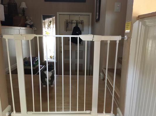 and my cat likes the a break from playing 'chase' with the puppy