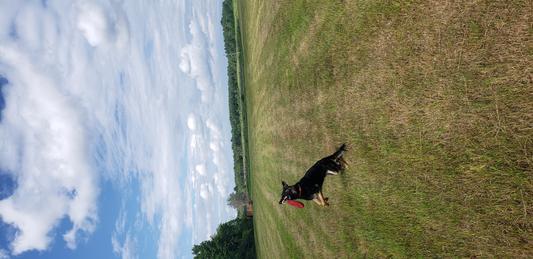 Dogzilla frisbee 2024