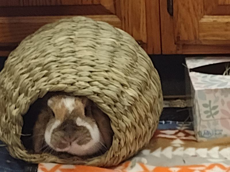 Galina resting after enjoying her alfalfa hay.