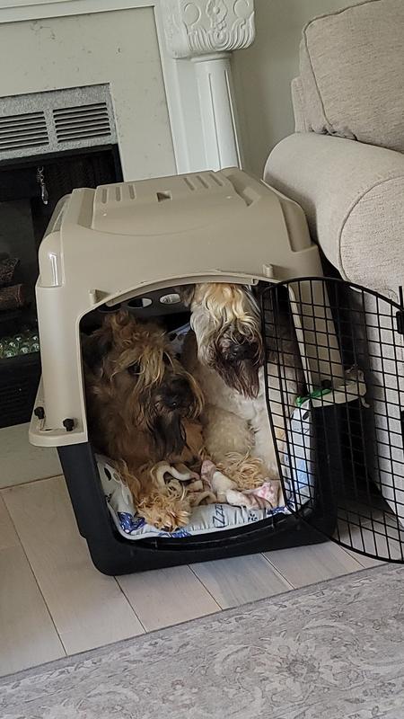 Sometimes they both want the same crate, even though I have 4!