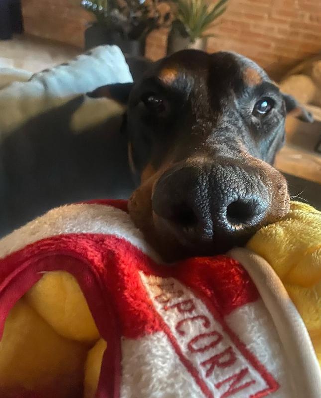 Zippy paws popcorn bucket