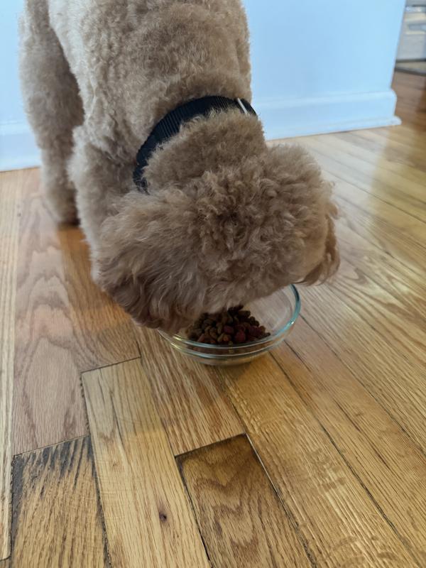 Started eating as soon as I put it down