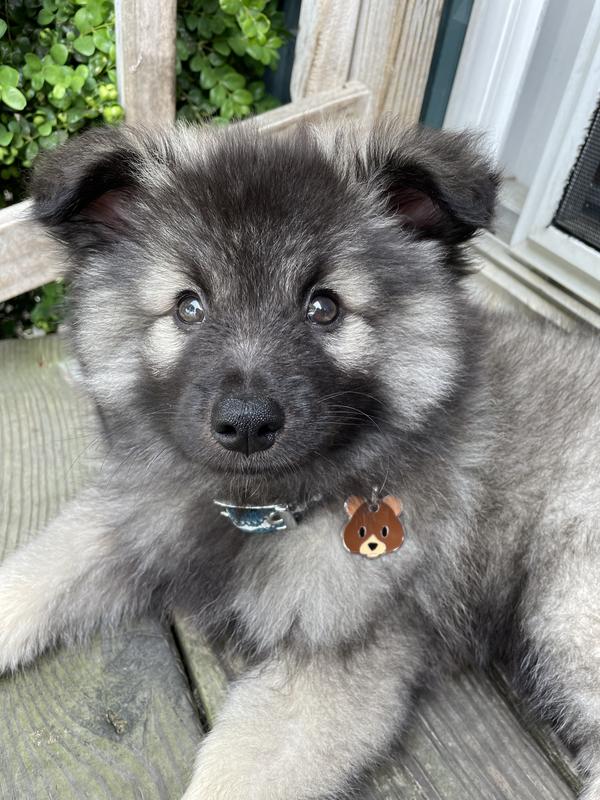 Koda & his adorable ID tag!