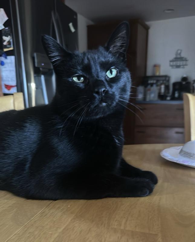 Here is a picture of my cat Jackie