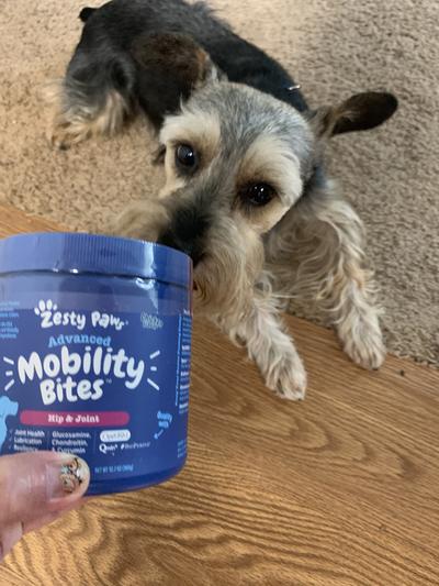 Zesty Paws Mobility Bites Duck Flavor Hip & Joint Support Soft Chews For  Dogs - Damariscotta, ME - Westbrook, ME - Brunswick, ME - The Animal House