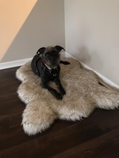 Pretor Puprug Runner Faux Fur Memory Foam Dog Curve Mat