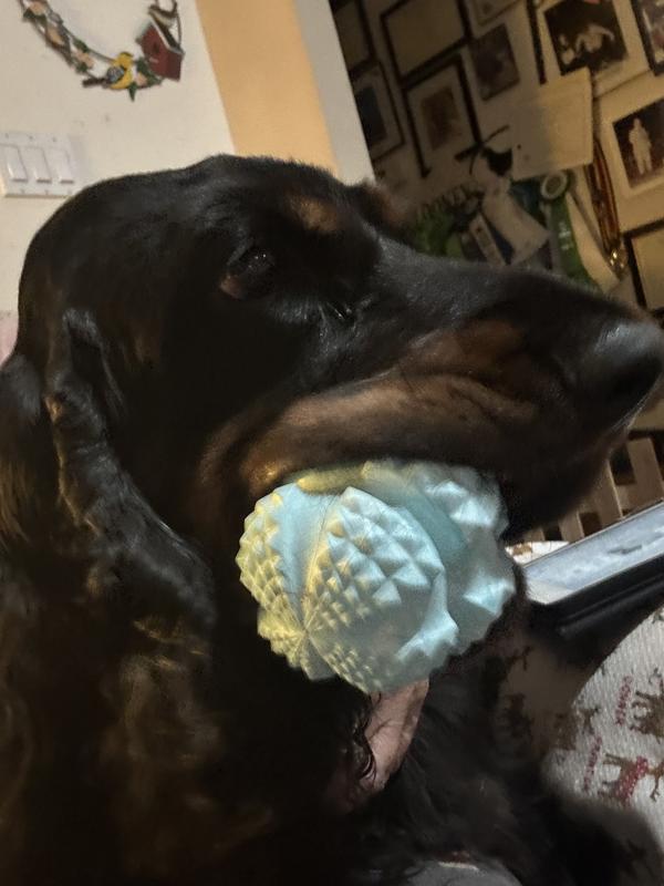 Clooney really enjoys her new toy!