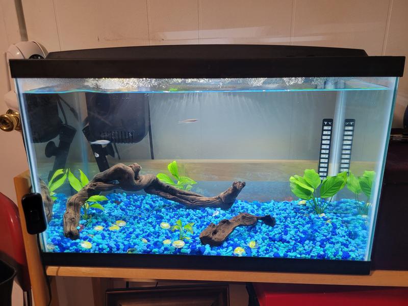 Fishies are all moved in.