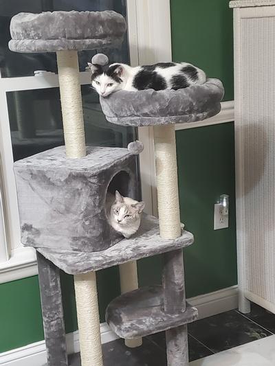 FRISCO 55-in Faux Fur Cat Tree & Condo, Dark Charcoal - Chewy.com