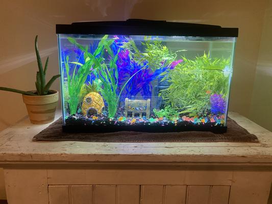 Aqueon Basic 10 Gallon Aquarium Kit