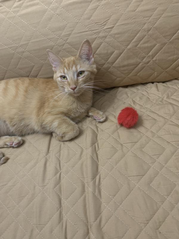 JW PET Fun Fluffs Cat Toys, 3 count