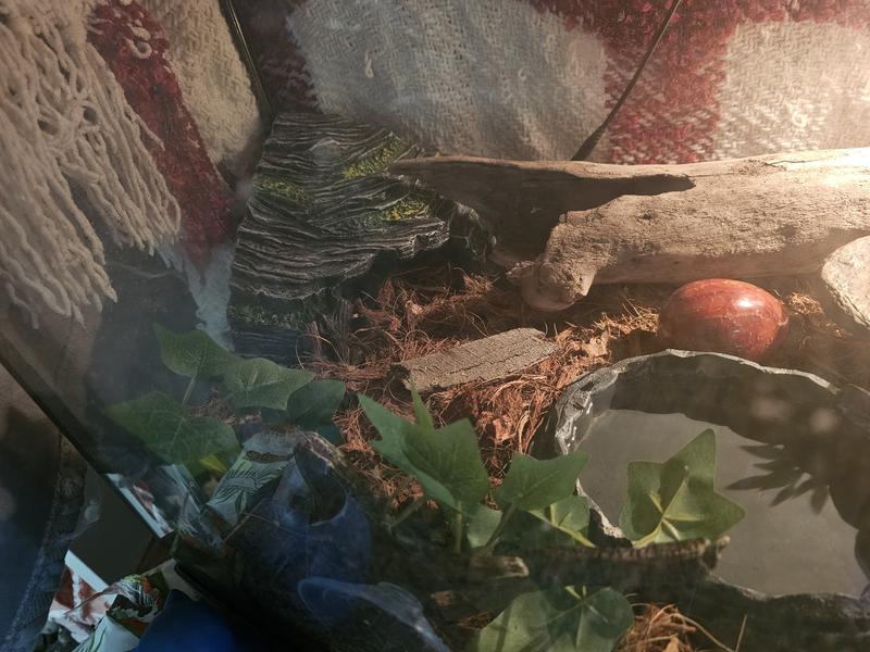 Snake not visible, he is underground!