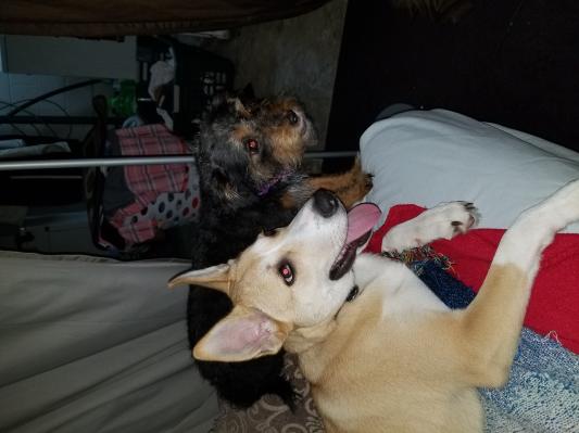 NOVA & SADIE HAPPY PRO PLAN CONSUMERS