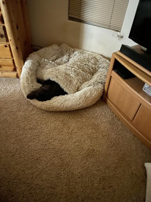 One happy, cozy dog!