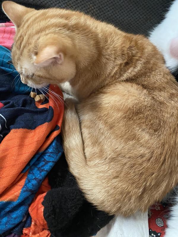 Petie saying are you serious? Paisley says yummy Mom!