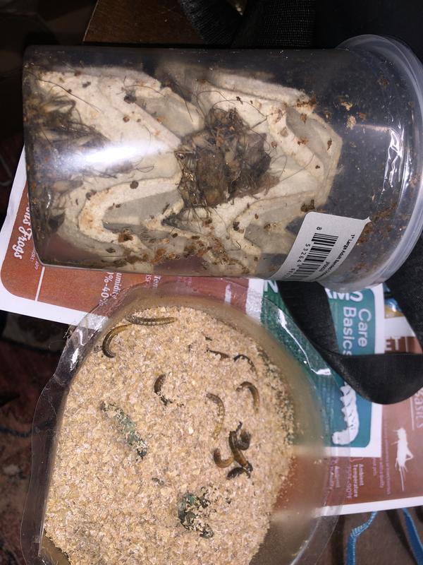 Josh's Frogs Leopard Gecko Feeder Bundle