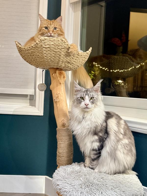 Sunny and Blue love their Mau cat tree.