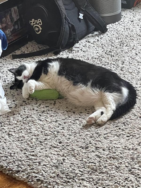 Sleepy Chef and her favorite Pickle