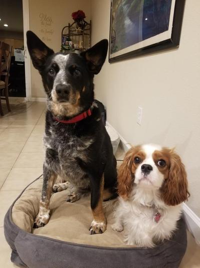 Ryder at age 10 can now keep up with Poppy, 1