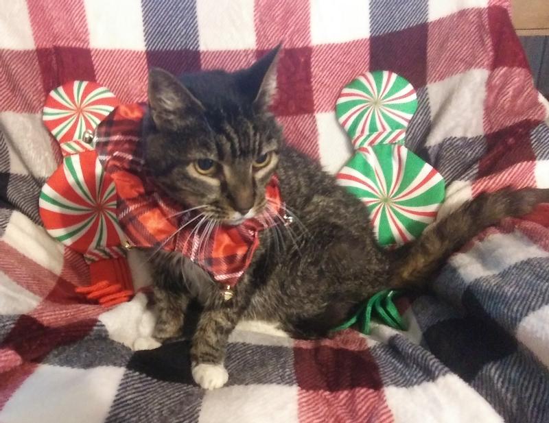 jasmine, dressed for christmas