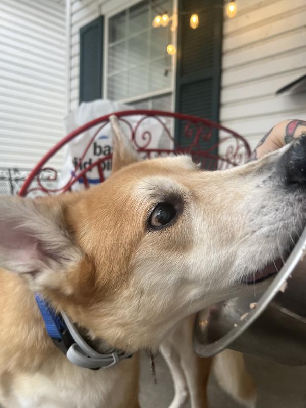 A dog happily and eagerly eats from a silver bowl.