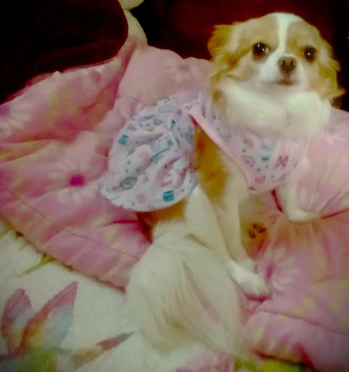 Heidi's new Disney princess dress!