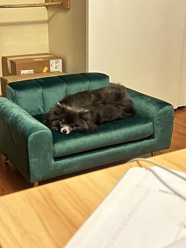 Truffles testing out the sofa