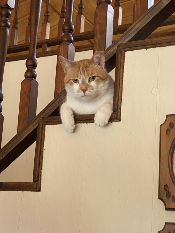 Junk yard cat with millionaire taste