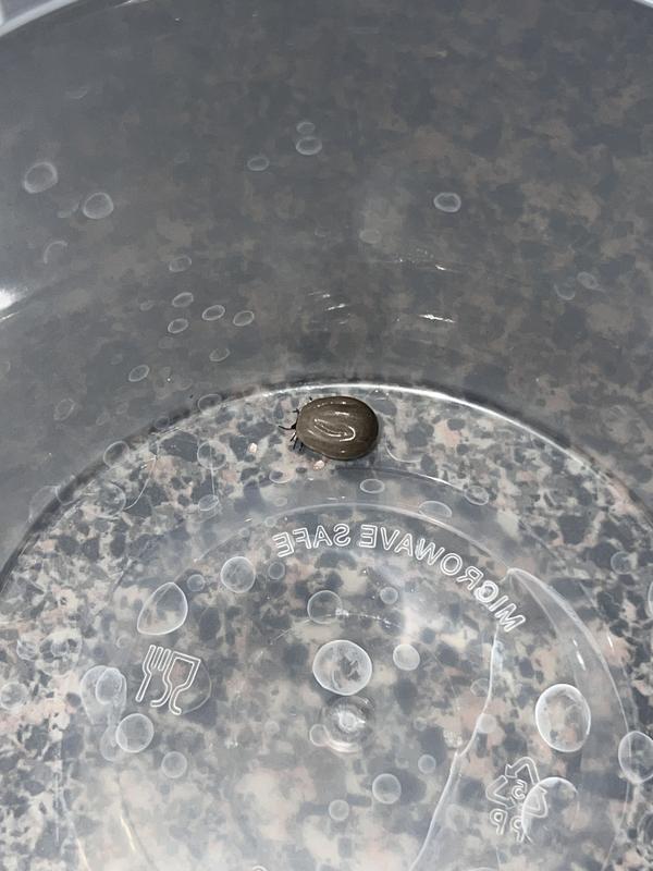 A disgustingly engorged tick.