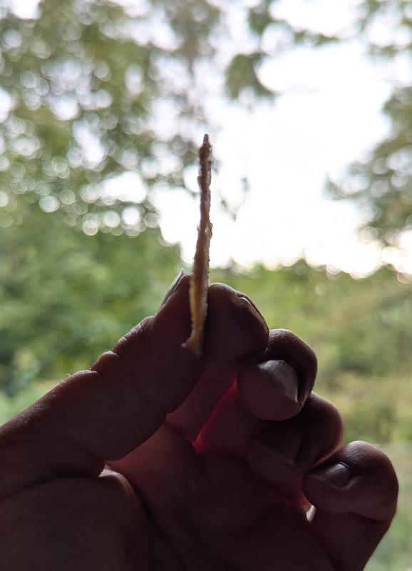 Wafer thin, I'm not worried about giving too many calories per treat.