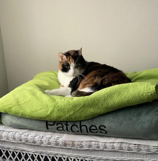 My 17 year old kitty.