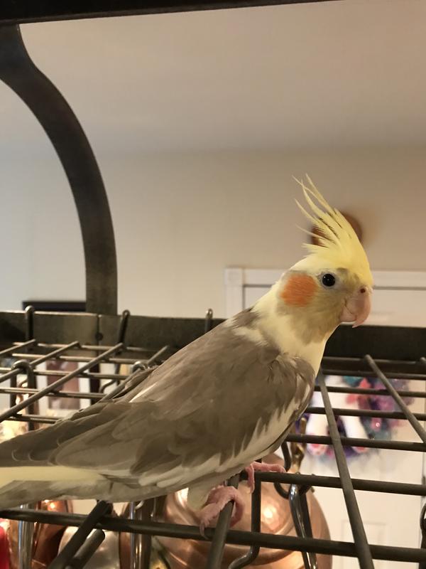 Rikki on the pot rack