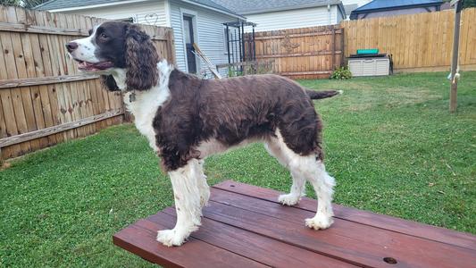 After carding her coat once