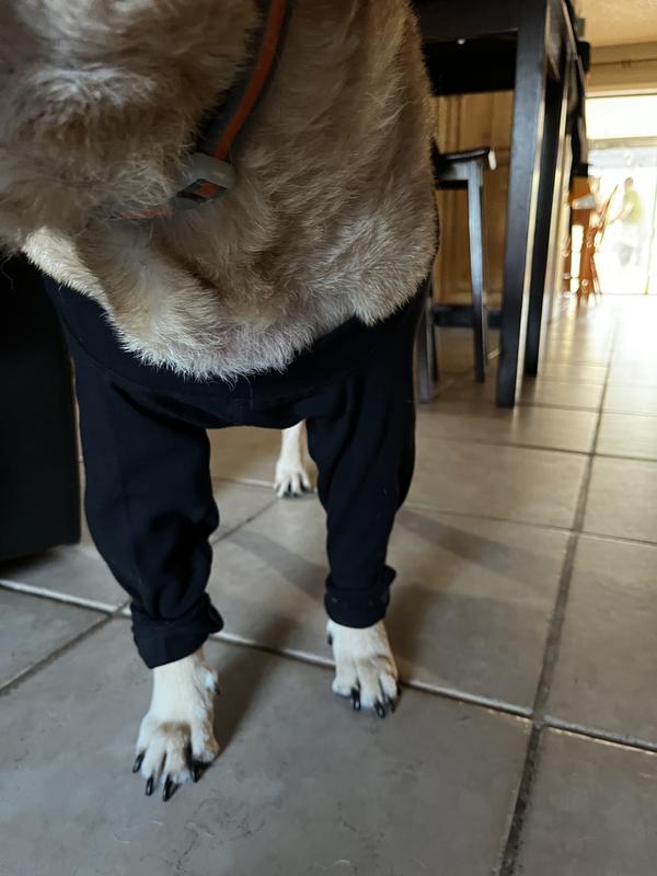 Recovery leggings and alternative to cone use