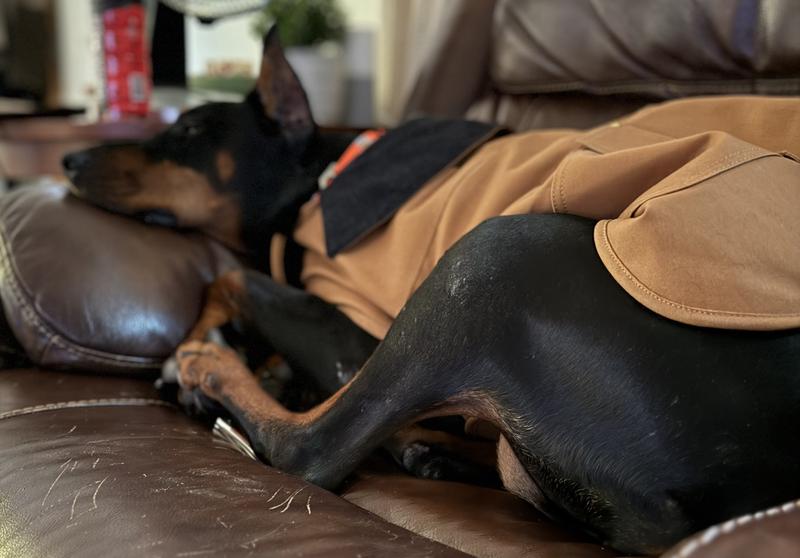 Daisy the European Doberman wearing her Carhartt Coat.