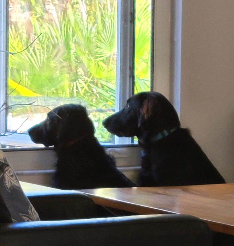 Here they are keeping an eye on things.