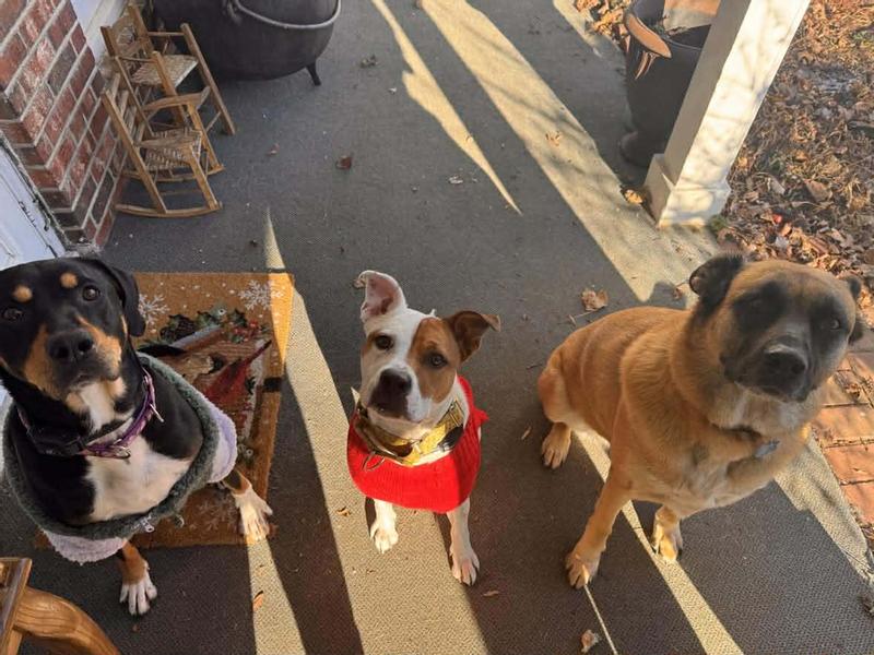 Three clean happy puppies