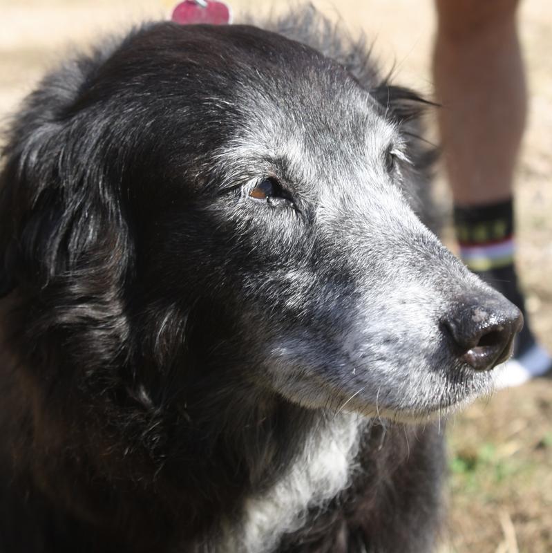 Ruby, going on 16 years.