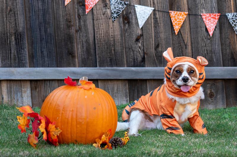 Teddy’s first Halloween costume!