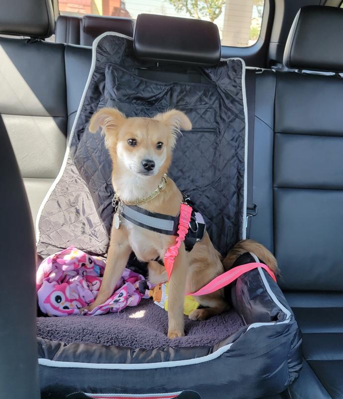 Sunny sitting in her car seat in back row