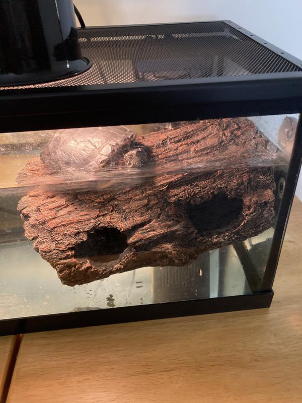 Miss Franklin's floating basking log