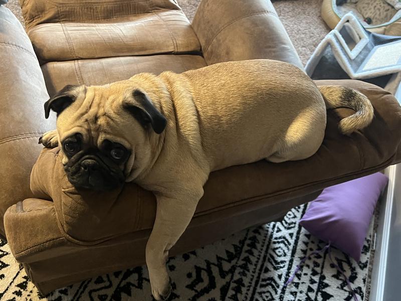 Here is a pic of my puggy!