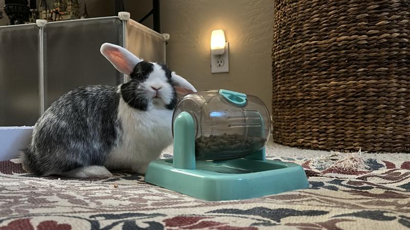 i place the split treat in the tray of his roller toy and he eats them there (: