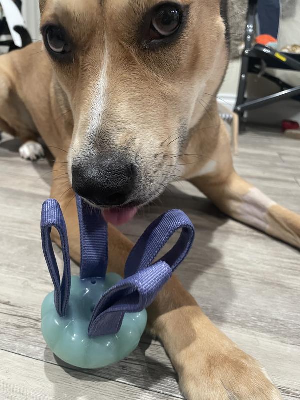 BARK Jelly Fetch & Rope Tough Dog Tug Toy, Purple, Medium - Chewy.com