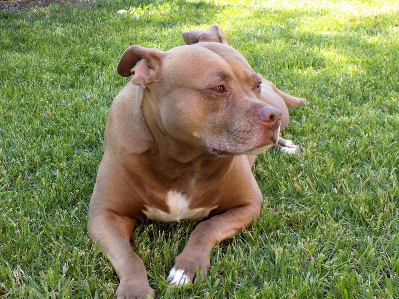 Roxy relaxing after her Blue Buffalo treat